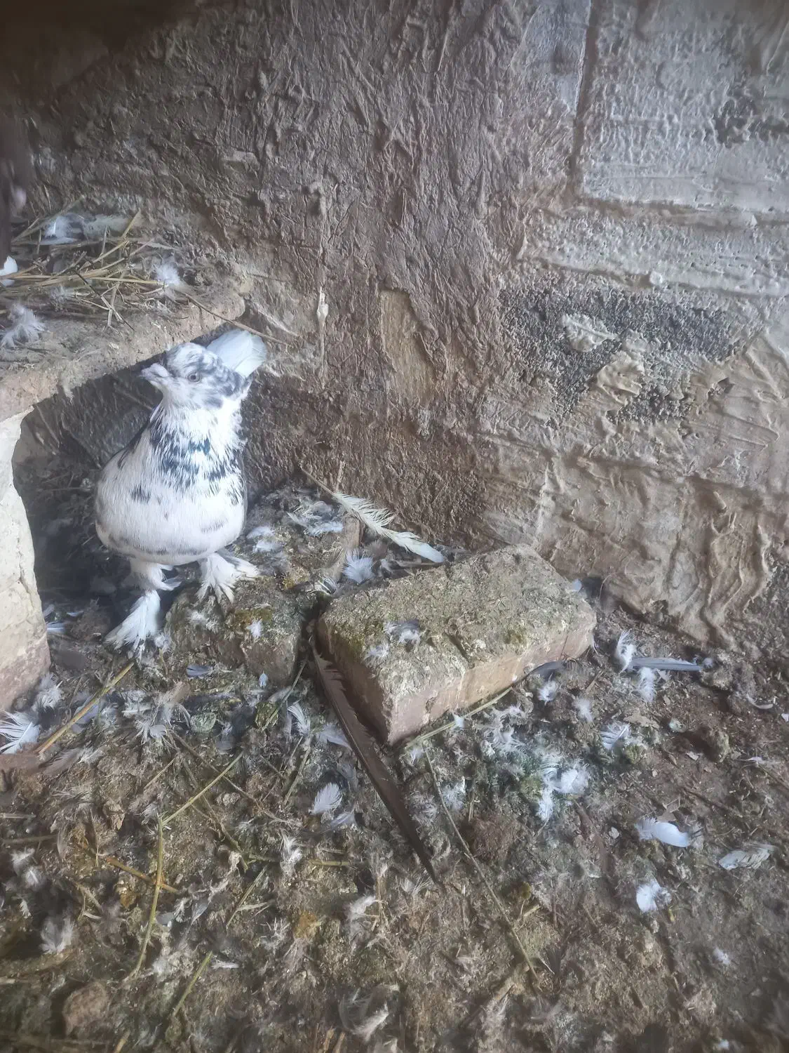 کبوتر|حیوانات|میاندوآب, |دیوار