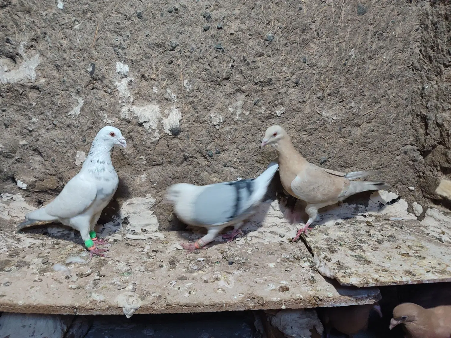کفتر|پرنده|مشهد, شهرک بهارستان|دیوار