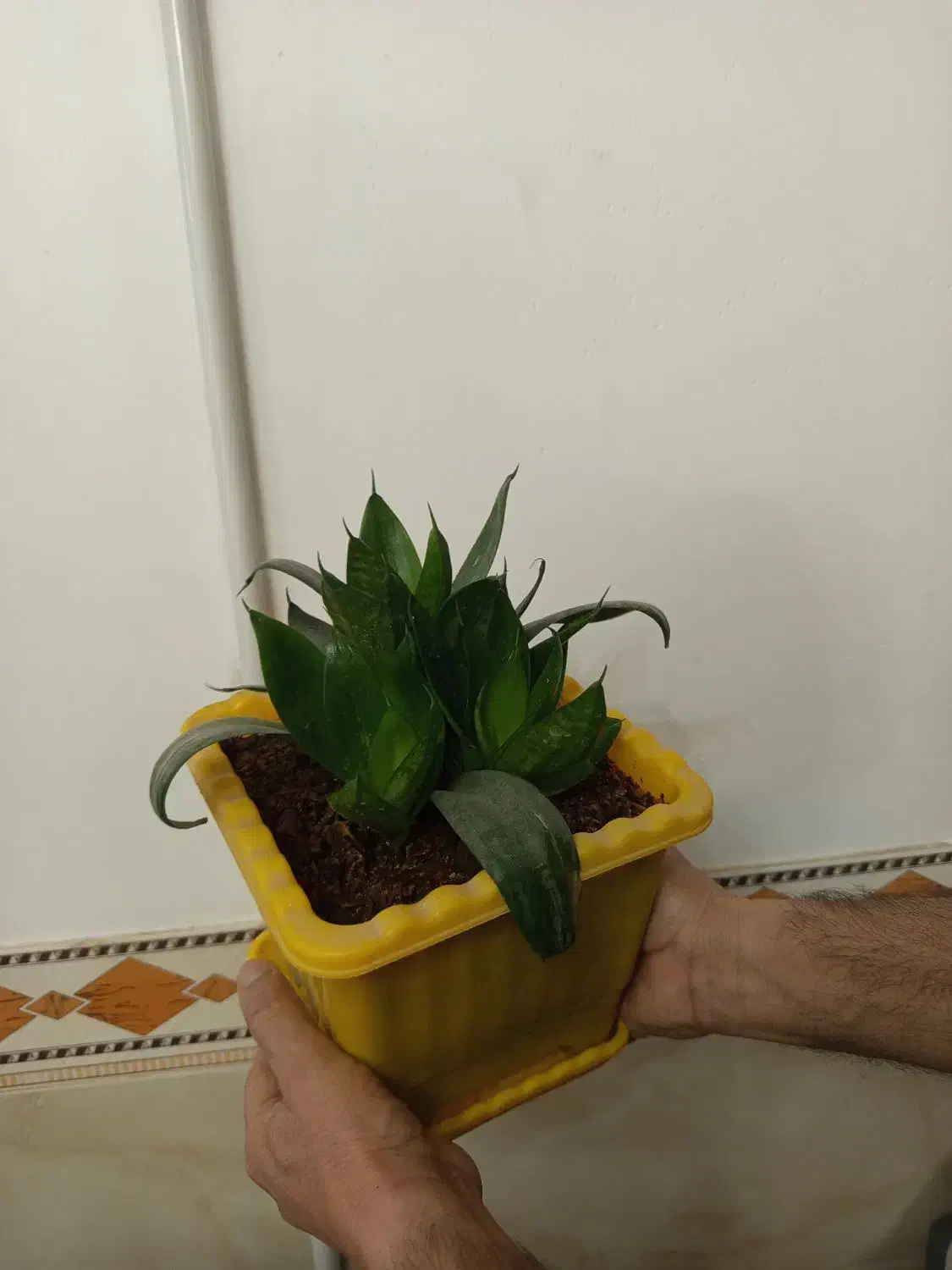 گل طبیعی|گل و گیاه طبیعی|هشتگرد, هشتگرد قدیم|دیوار