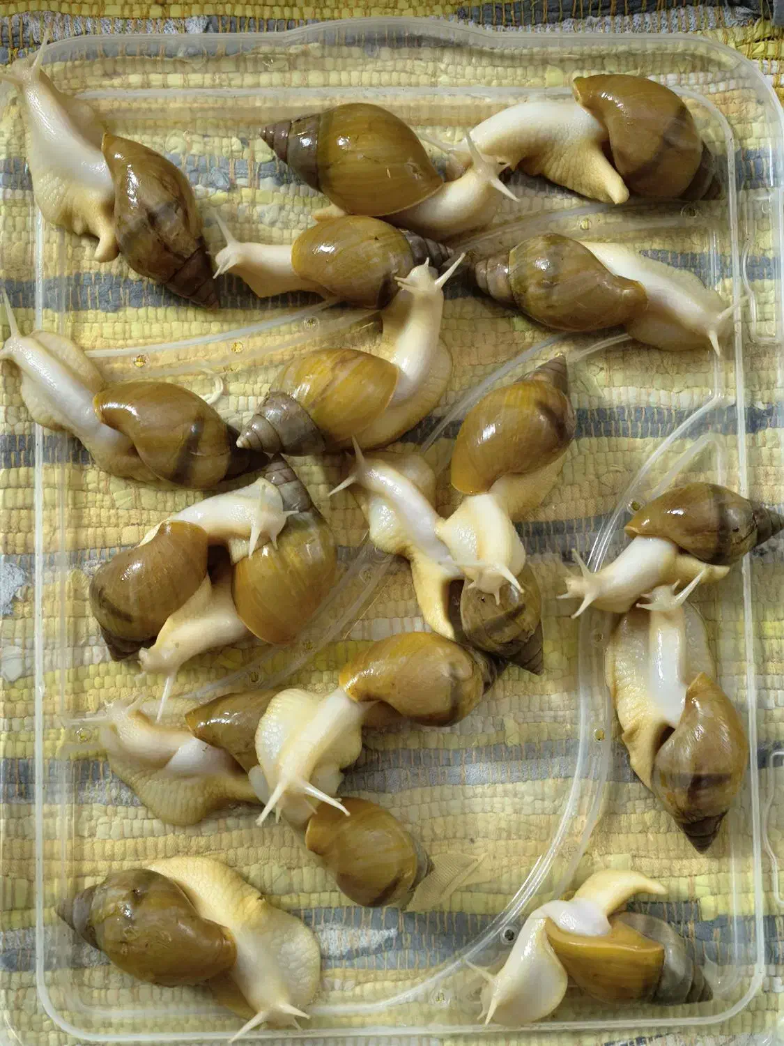 حلزون|خزنده|قم, نوقطار|دیوار