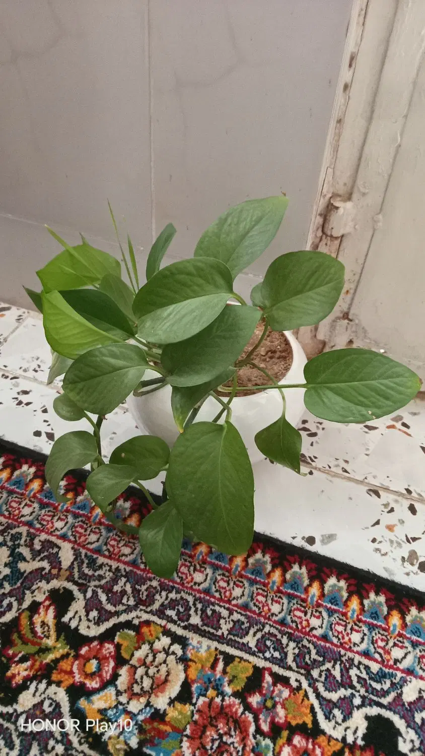 گل پتوس|گل و گیاه طبیعی|نیشابور, رحمت آباد|دیوار