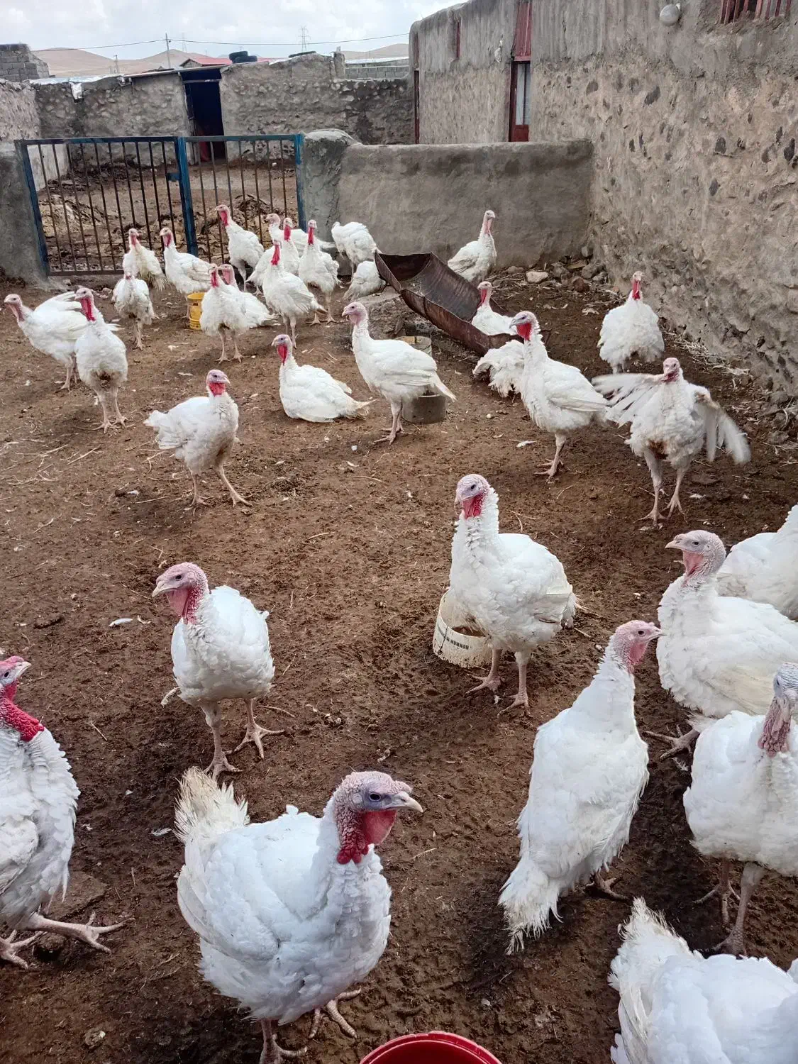 عرضه مستقیم بوقلمون ارگانیک|حیوانات مزرعه|بیرجند, |دیوار