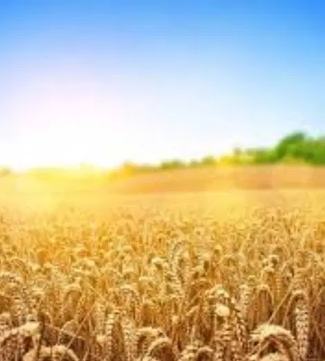 گندم|خوردنی و آشامیدنی|سراب, |دیوار