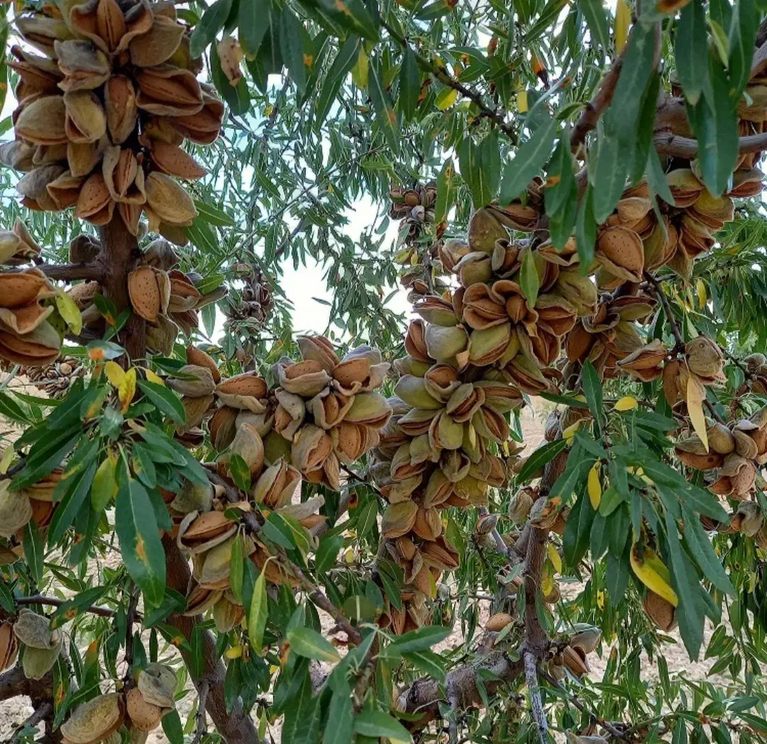 نهالستان فروش انواع نهال زودبازده و پربار ضمانتی|خدمات باغبانی و درختکاری|ساری, |دیوار