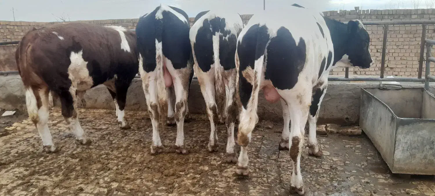 گوساله نرچاق|حیوانات مزرعه|قزوین, |دیوار