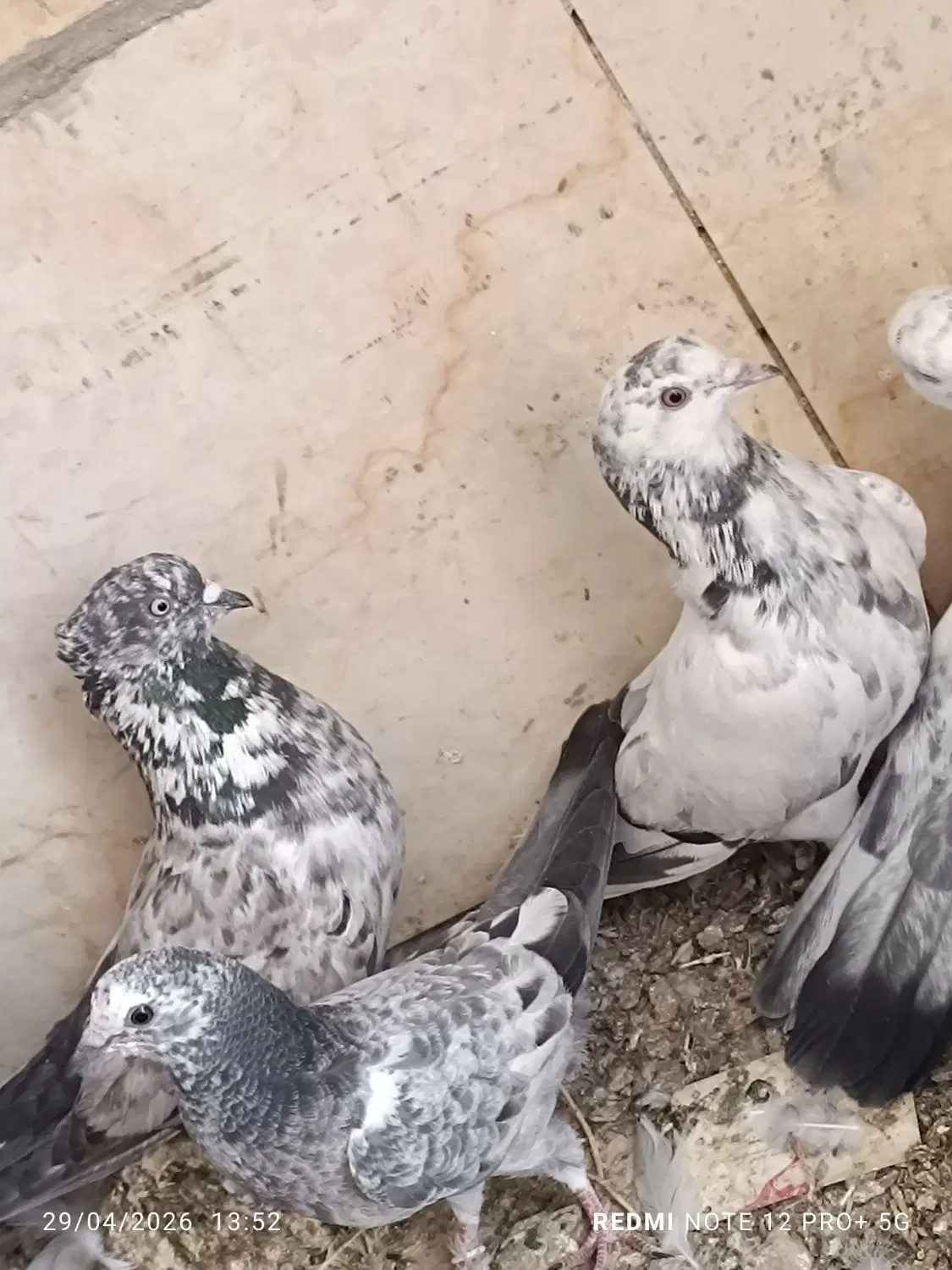 کبوتر|پرنده|تفت, |دیوار