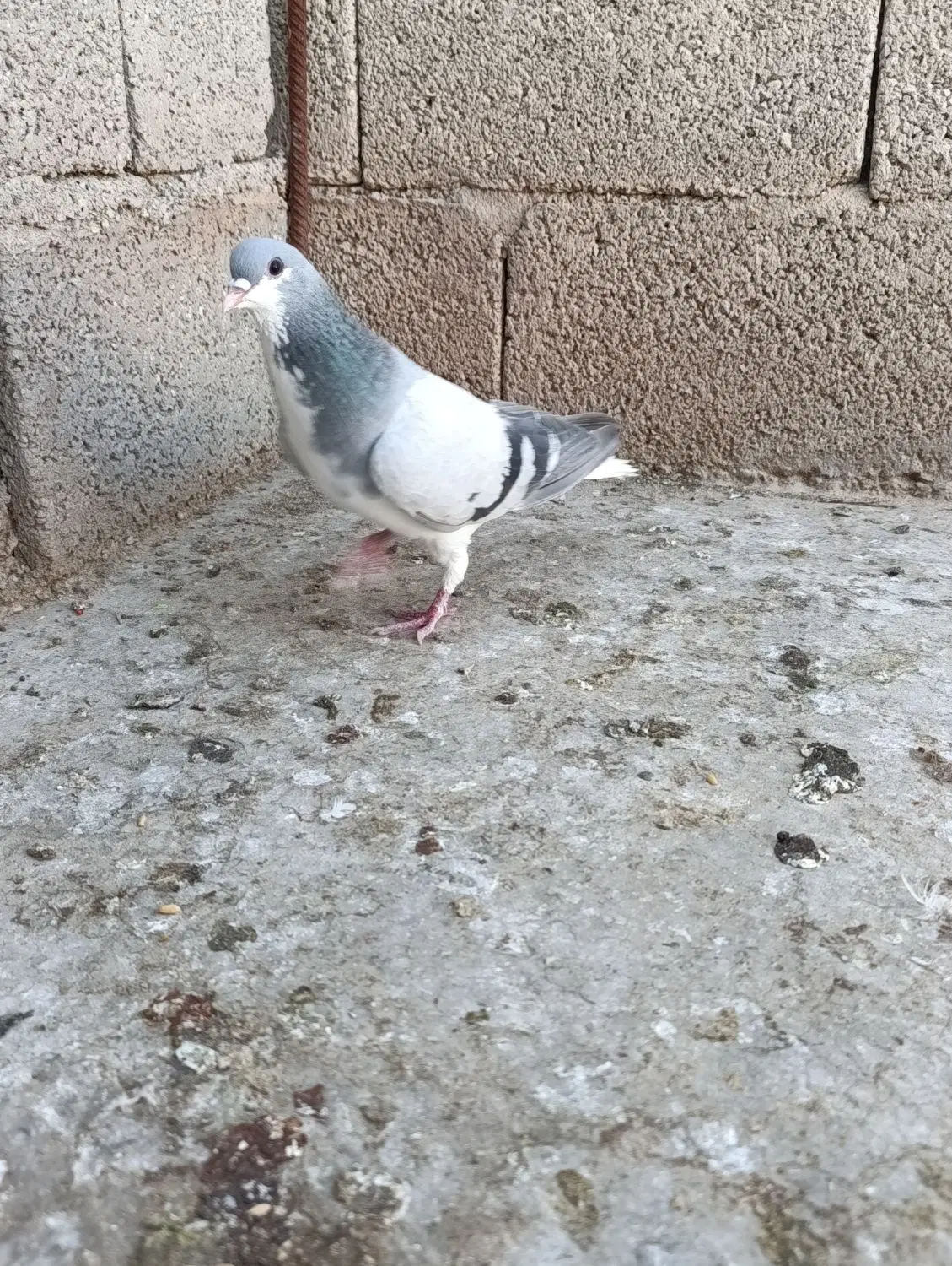 بدرنگ نر|پرنده|کوهمره, |دیوار