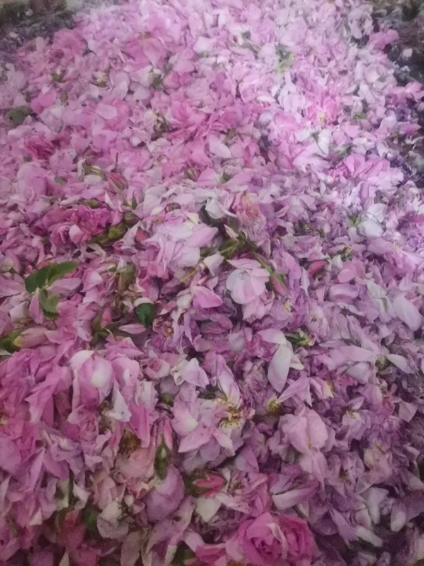 گل محمدی|گل و گیاه طبیعی|کوار, |دیوار