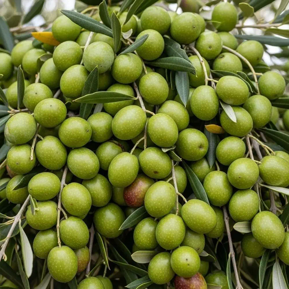 گیلاس|خدمات باغبانی و درختکاری|کرج, شهرک نهال و بذر|دیوار