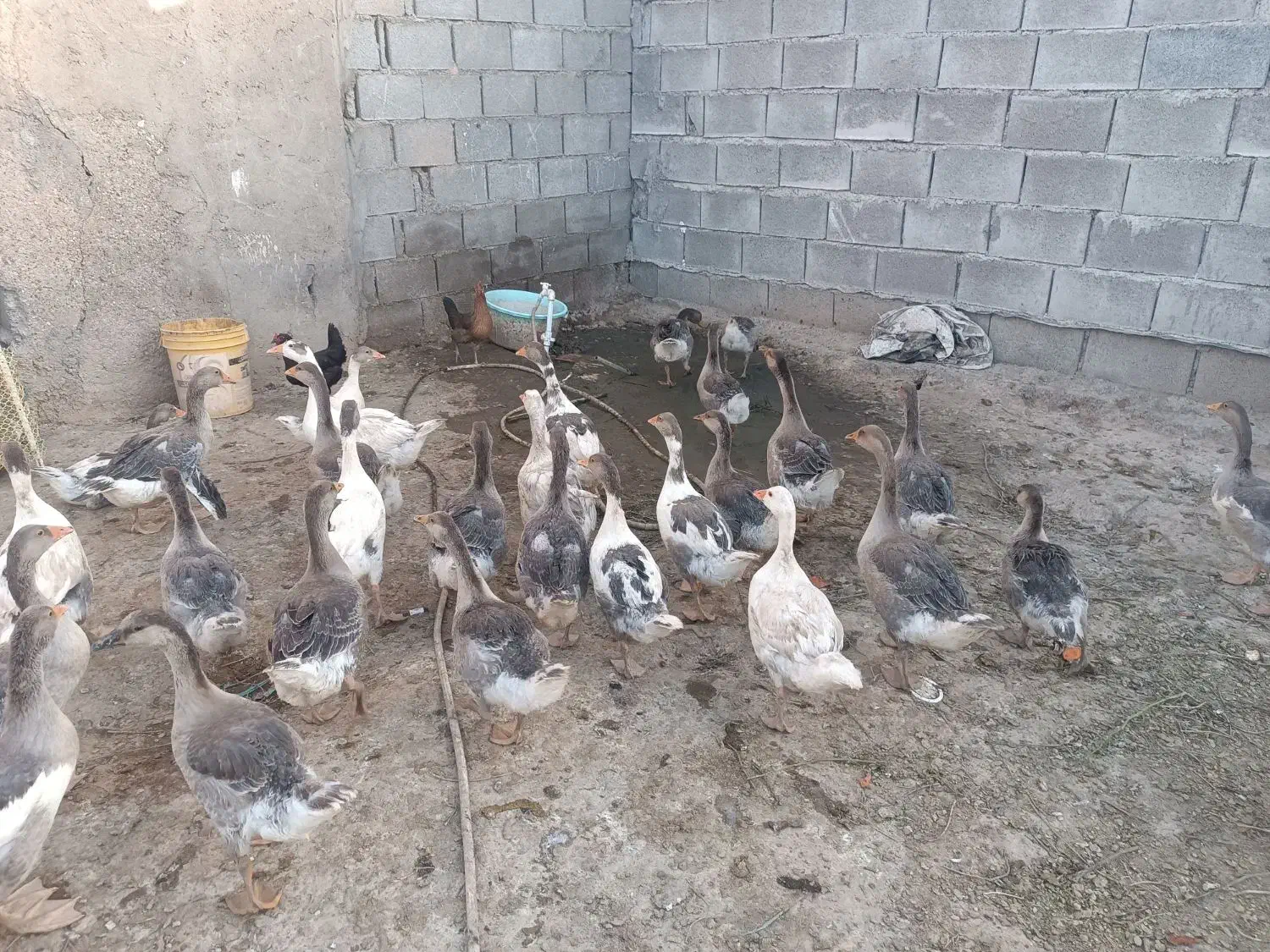 غاز|حیوانات مزرعه|سوسنگرد, |دیوار