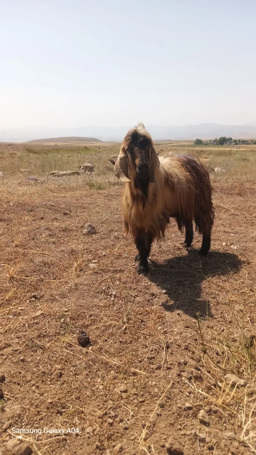 بز نر|حیوانات مزرعه|نیر (اردبیل), |دیوار