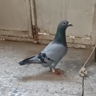 پلاکی ماده|پرنده|اهواز, ۲۴ متری|دیوار