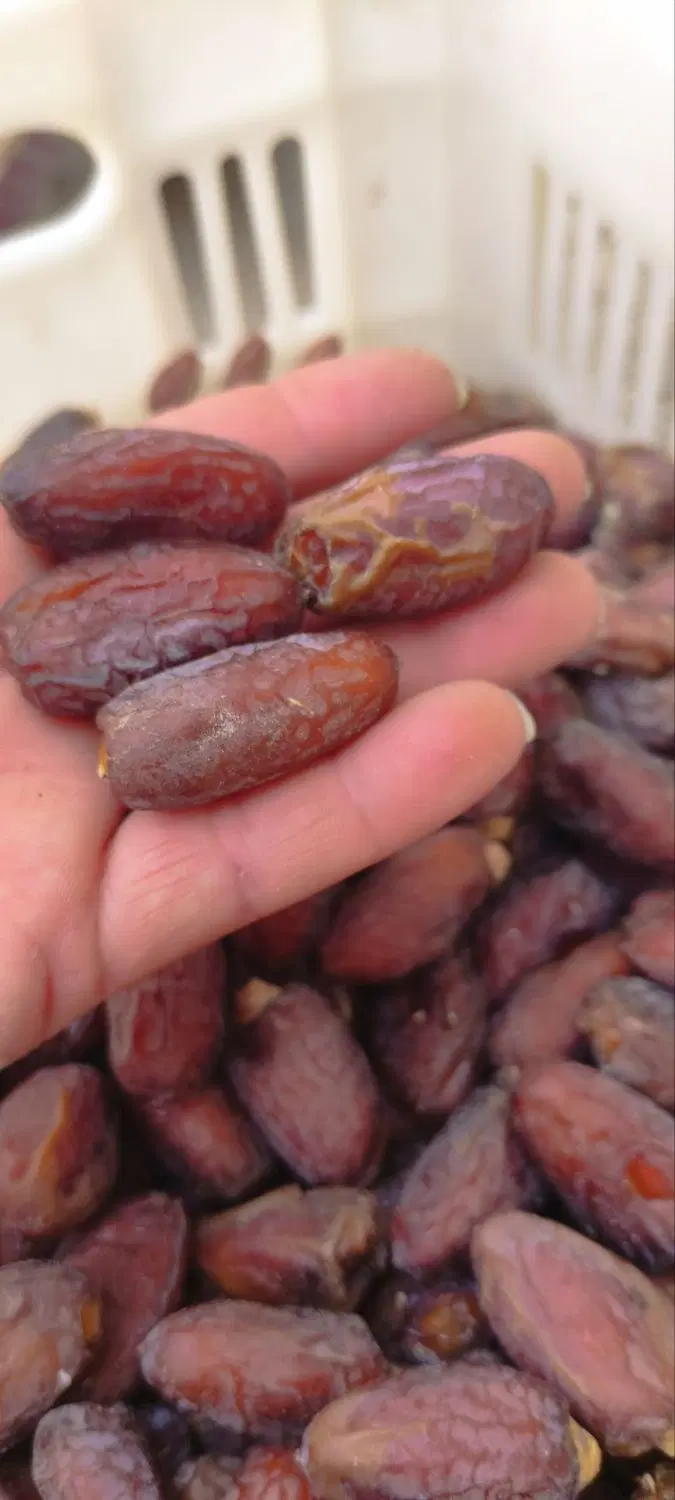 خرما|خوردنی و آشامیدنی|بوشهر, |دیوار