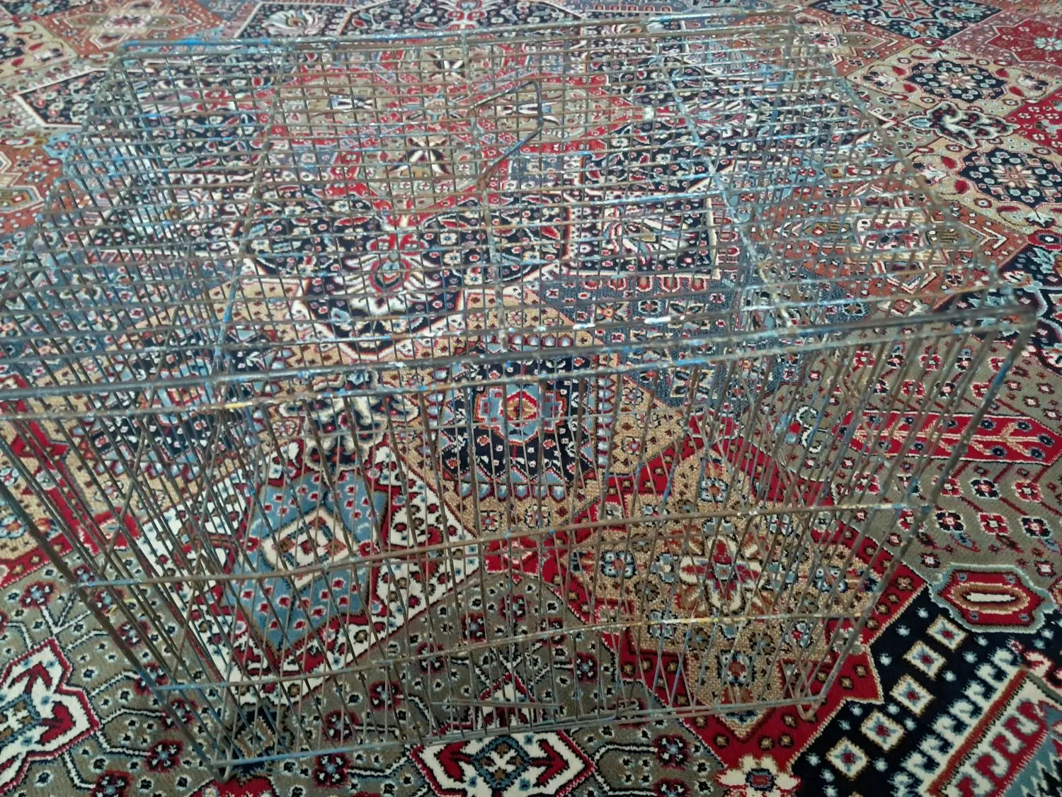 قفس|پرنده|تاکستان, |دیوار