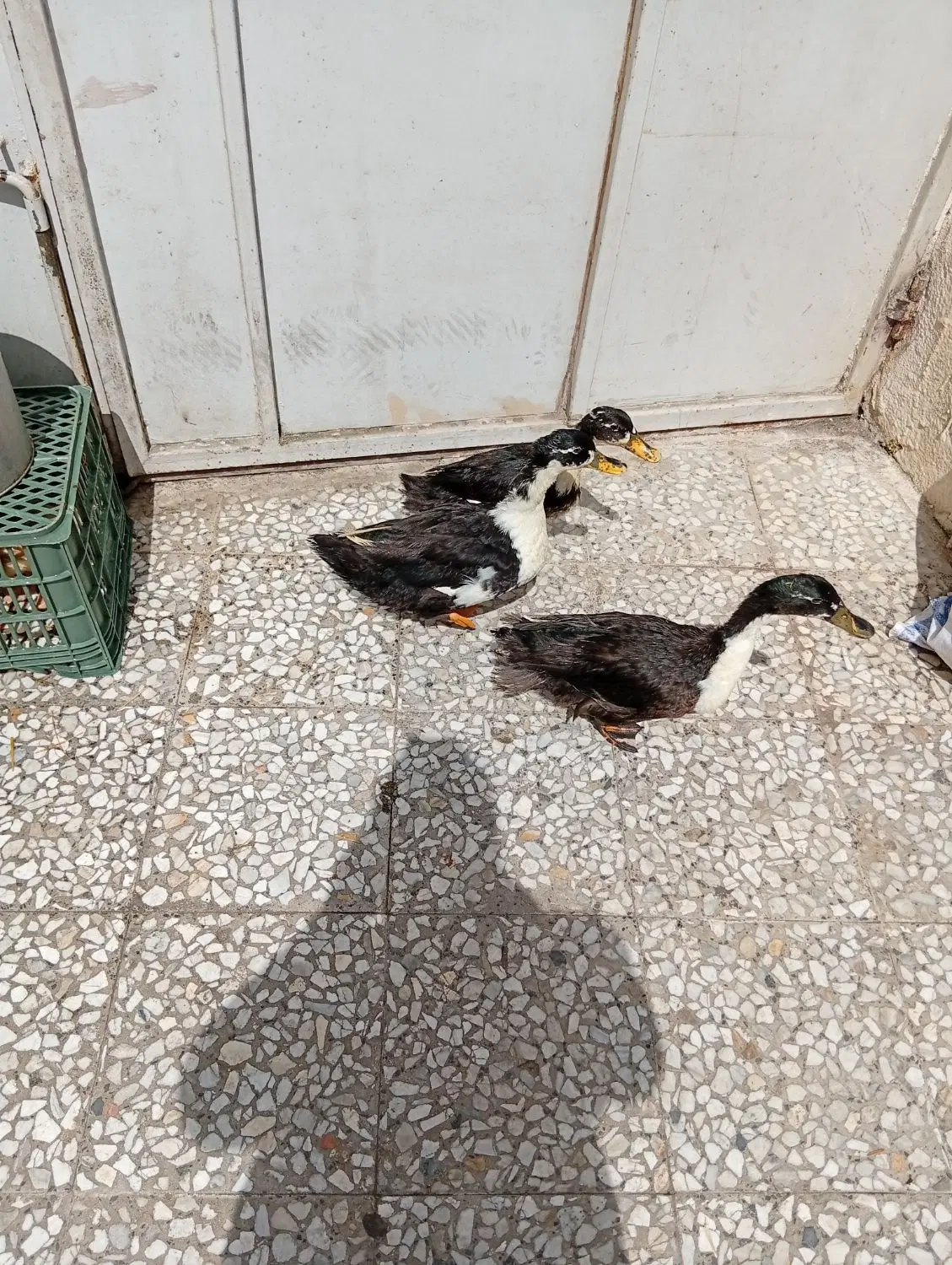 اردک|حیوانات مزرعه|بندر انزلی, پاسداران|دیوار