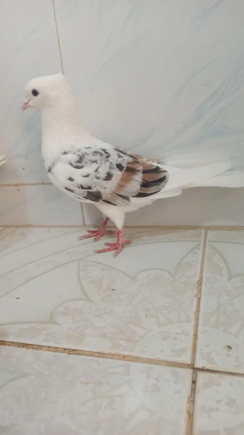 کبوتر|پرنده|کوهدشت, |دیوار