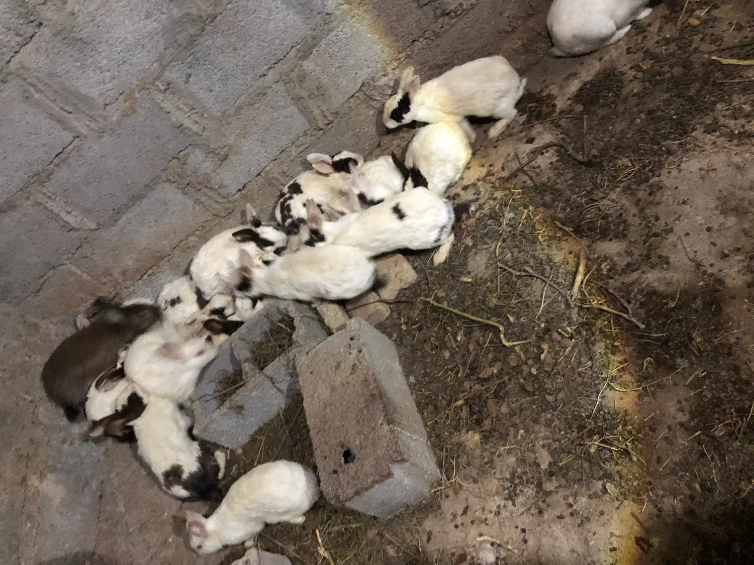 خرگوش|موش و خرگوش|بناب, |دیوار