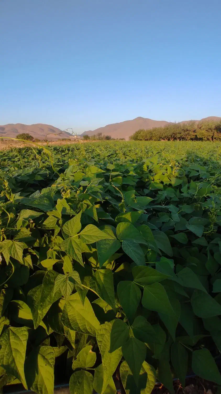 لوبیا چیتی|خوردنی و آشامیدنی|قره پشتلو, |دیوار