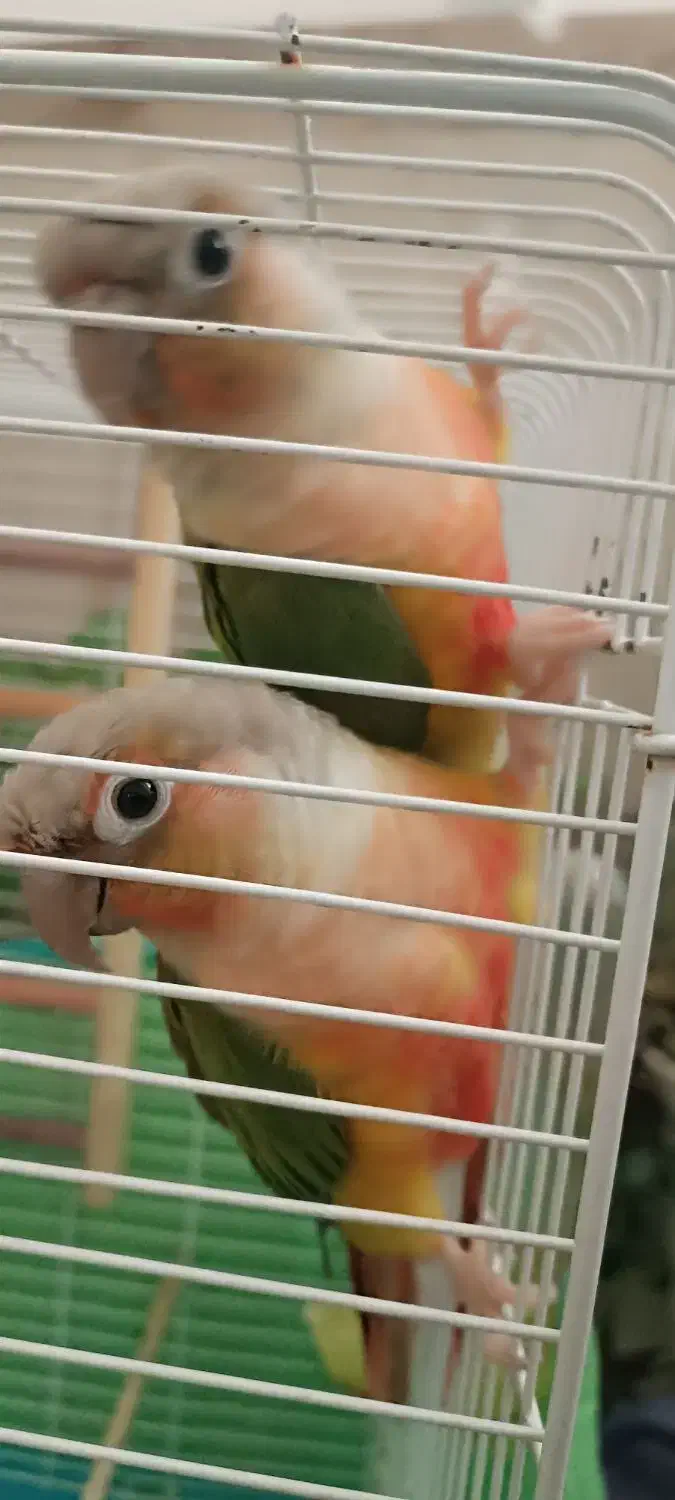 گرینجیک|پرنده|مهران (ایلام), |دیوار