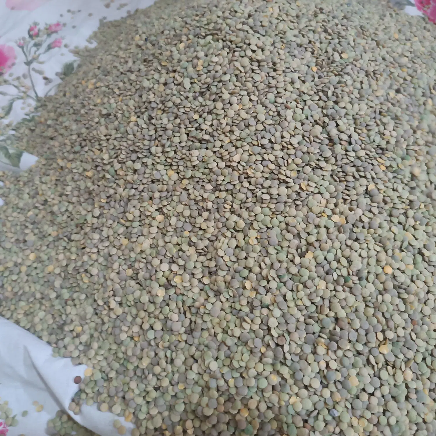 عدس|خوردنی و آشامیدنی|تبریز, |دیوار