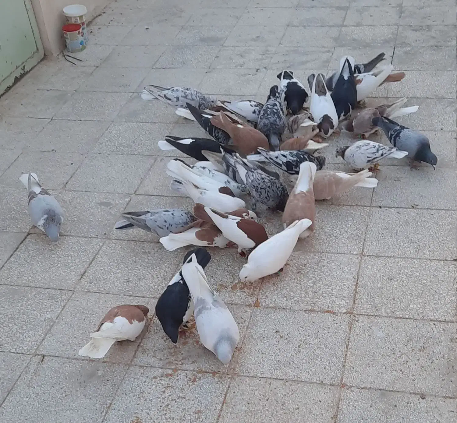 رنگی|پرنده|هندیجان, |دیوار