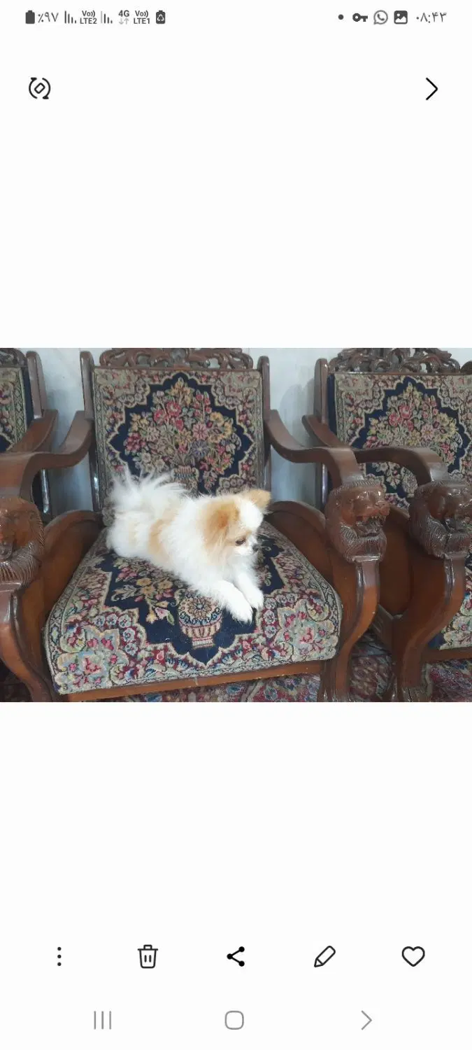 گمشده ....|حیوانات|کرمان, |دیوار