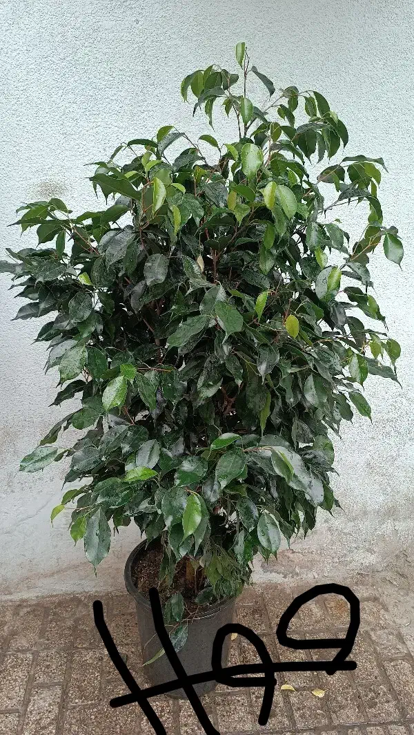 قاصدک|آرایشی، بهداشتی، درمانی|مشهد, حیدرآباد|دیوار