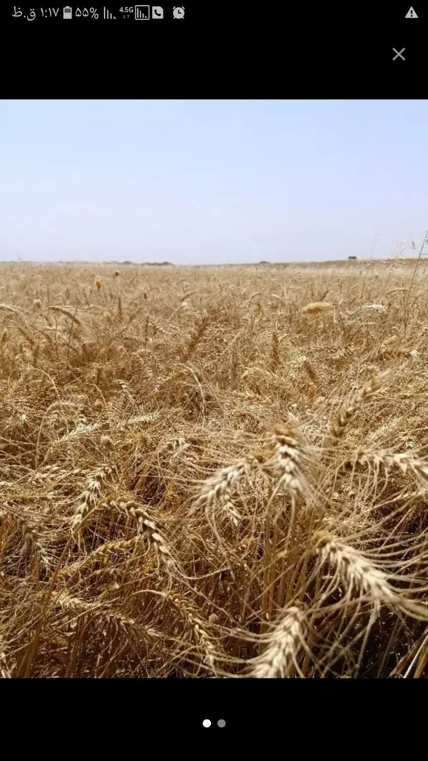 گندم|خدمات باغبانی و درختکاری|اندیکا, |دیوار