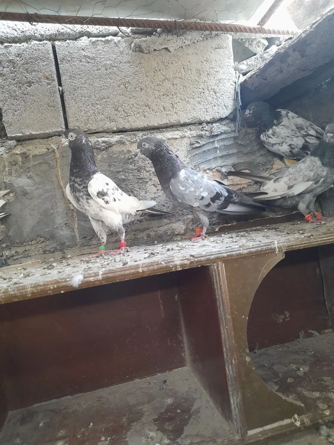 کفتر|پرنده|میناب, |دیوار