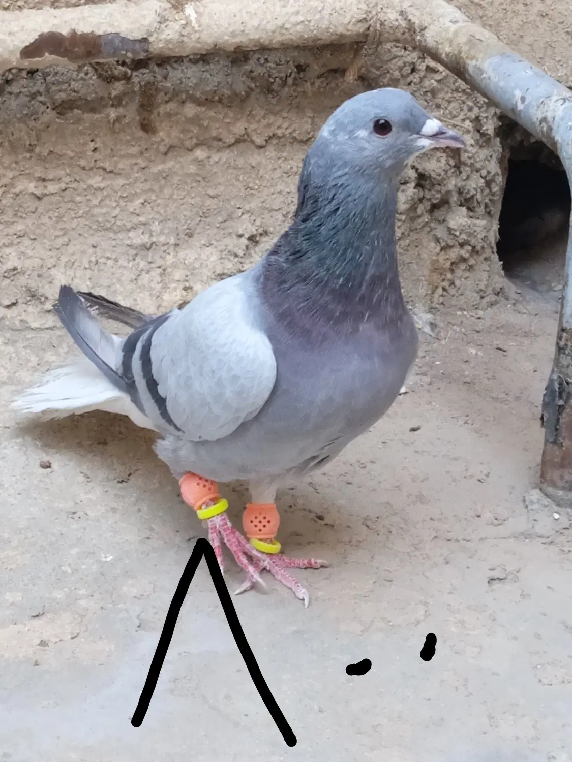 دمگیر نر|پرنده|اصفهان, شیخ طوسی|دیوار