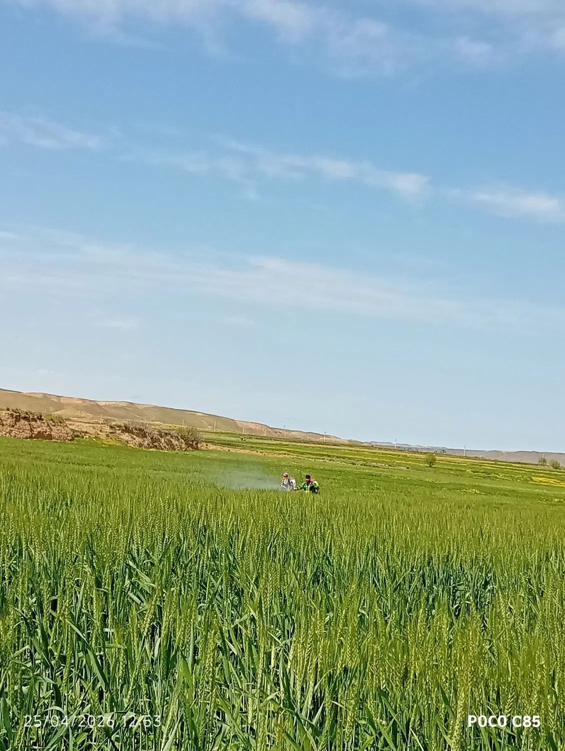 سم پاشی|خدمات باغبانی و درختکاری|پارس‌آباد, |دیوار