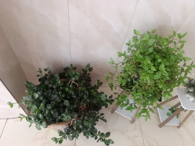 گل طبیعی|گل و گیاه طبیعی|اصفهان, جلوان|دیوار