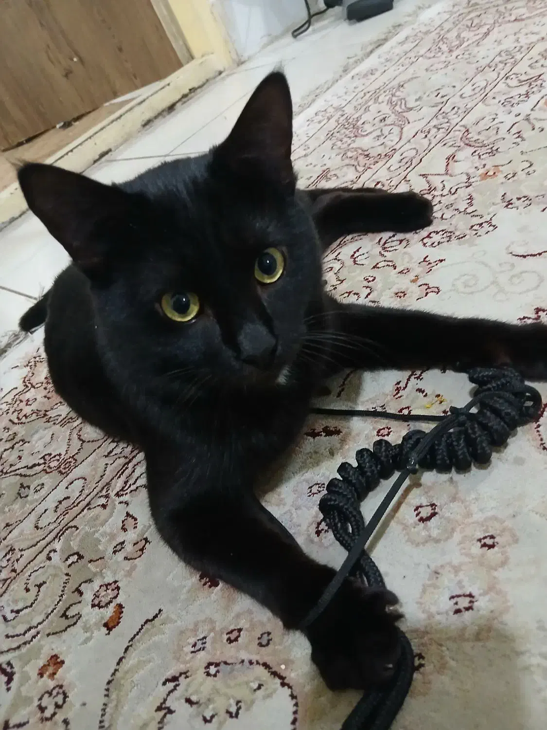 گربه Dsh|گربه|گرگان, |دیوار
