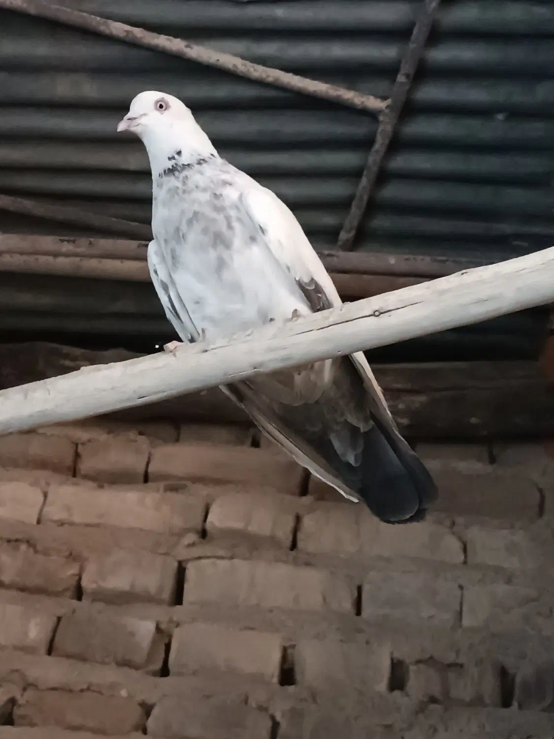ساعت|ساعت|فسا, |دیوار