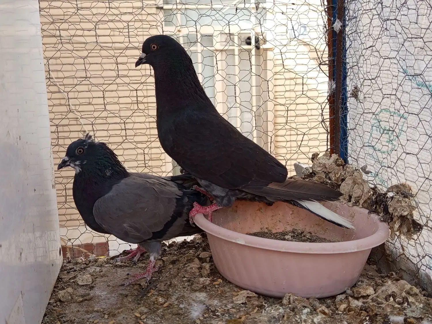 کبوتر|پرنده|سیرجان, |دیوار