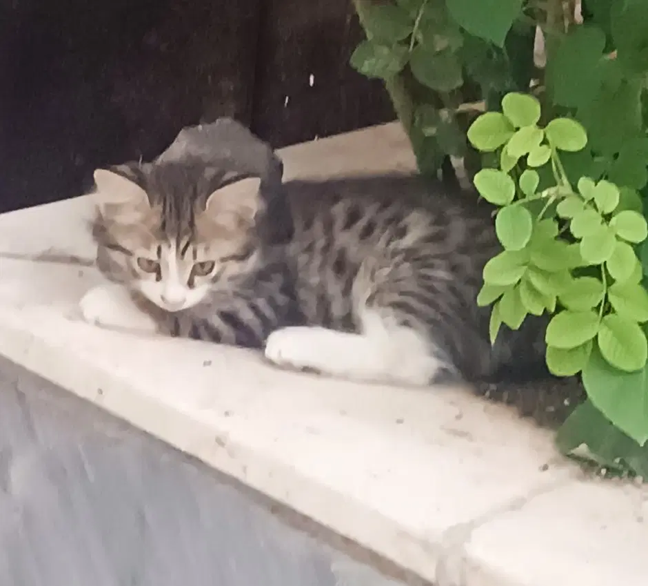گربه|گربه|زنجان, |دیوار