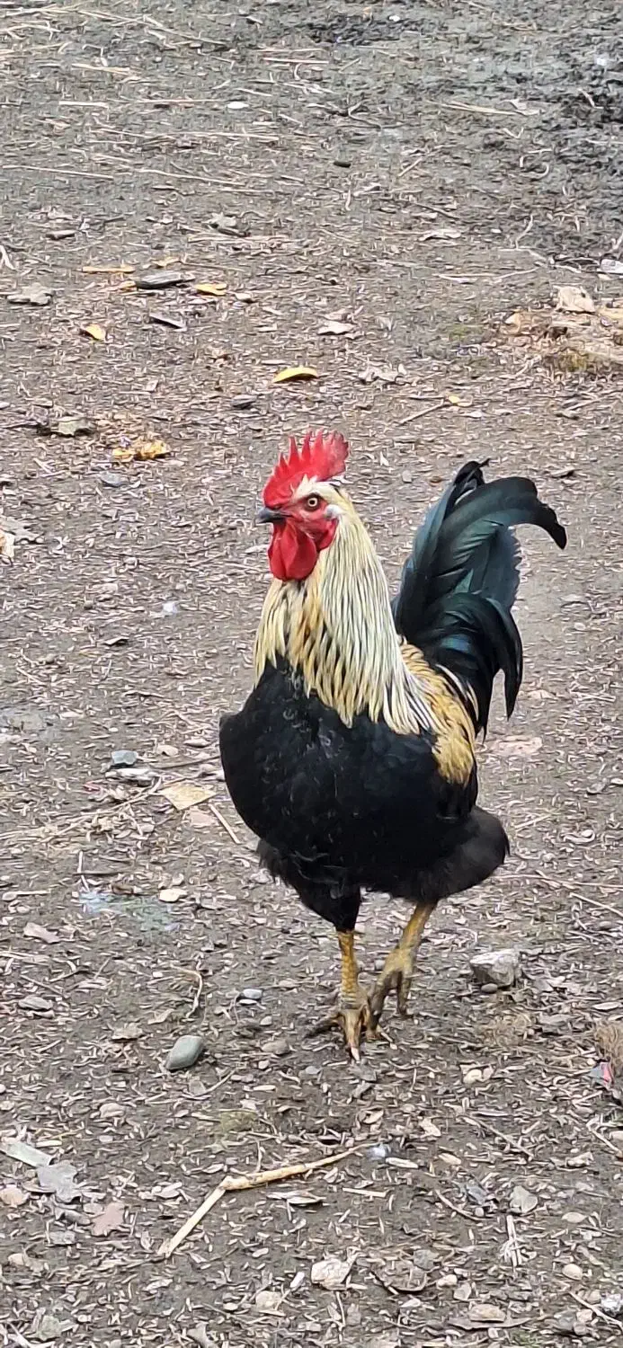 خروس|حیوانات مزرعه|رشت, حومه رشت|دیوار