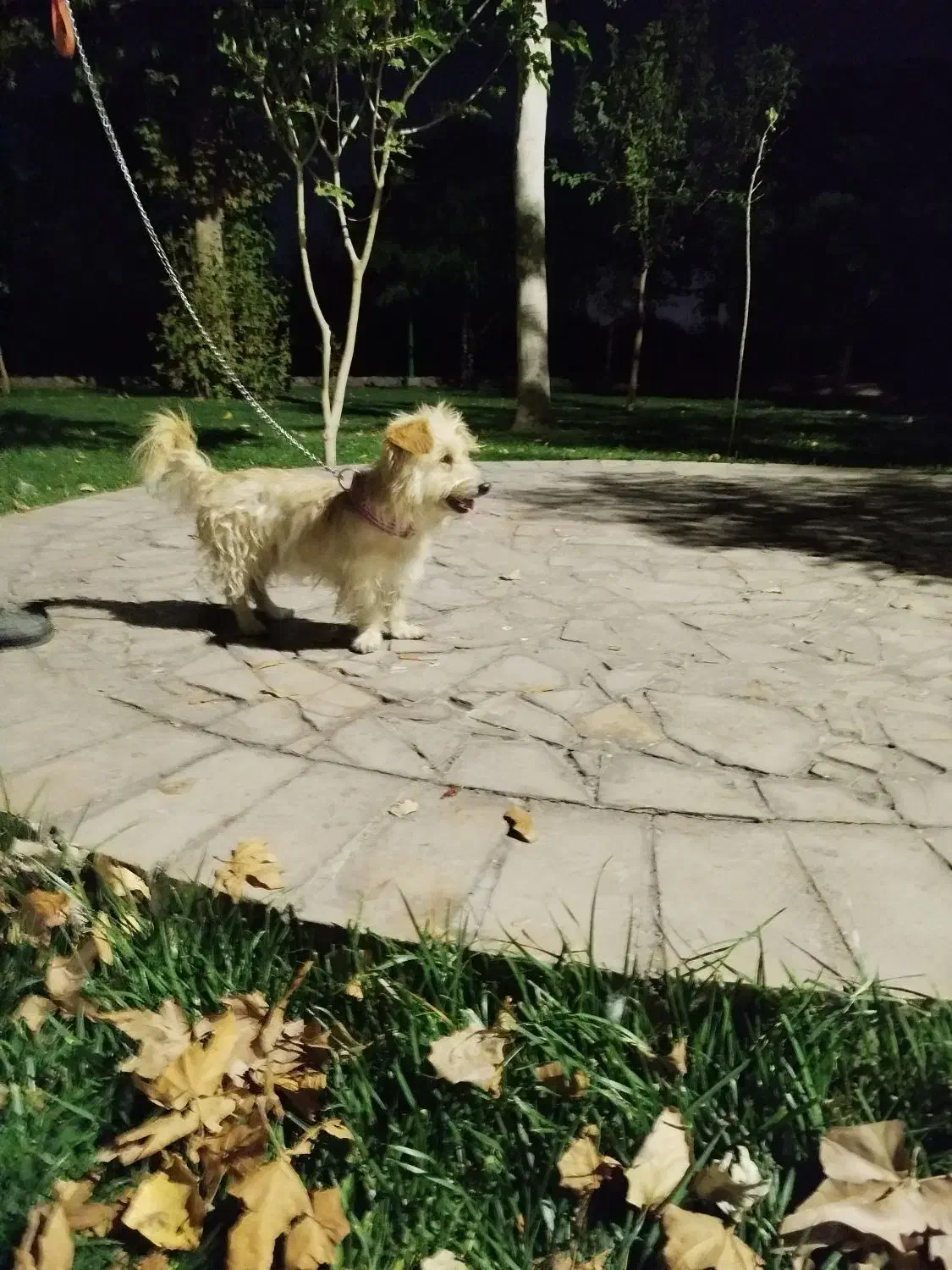 سگ پاپی|سگ|زیباشهر, |دیوار