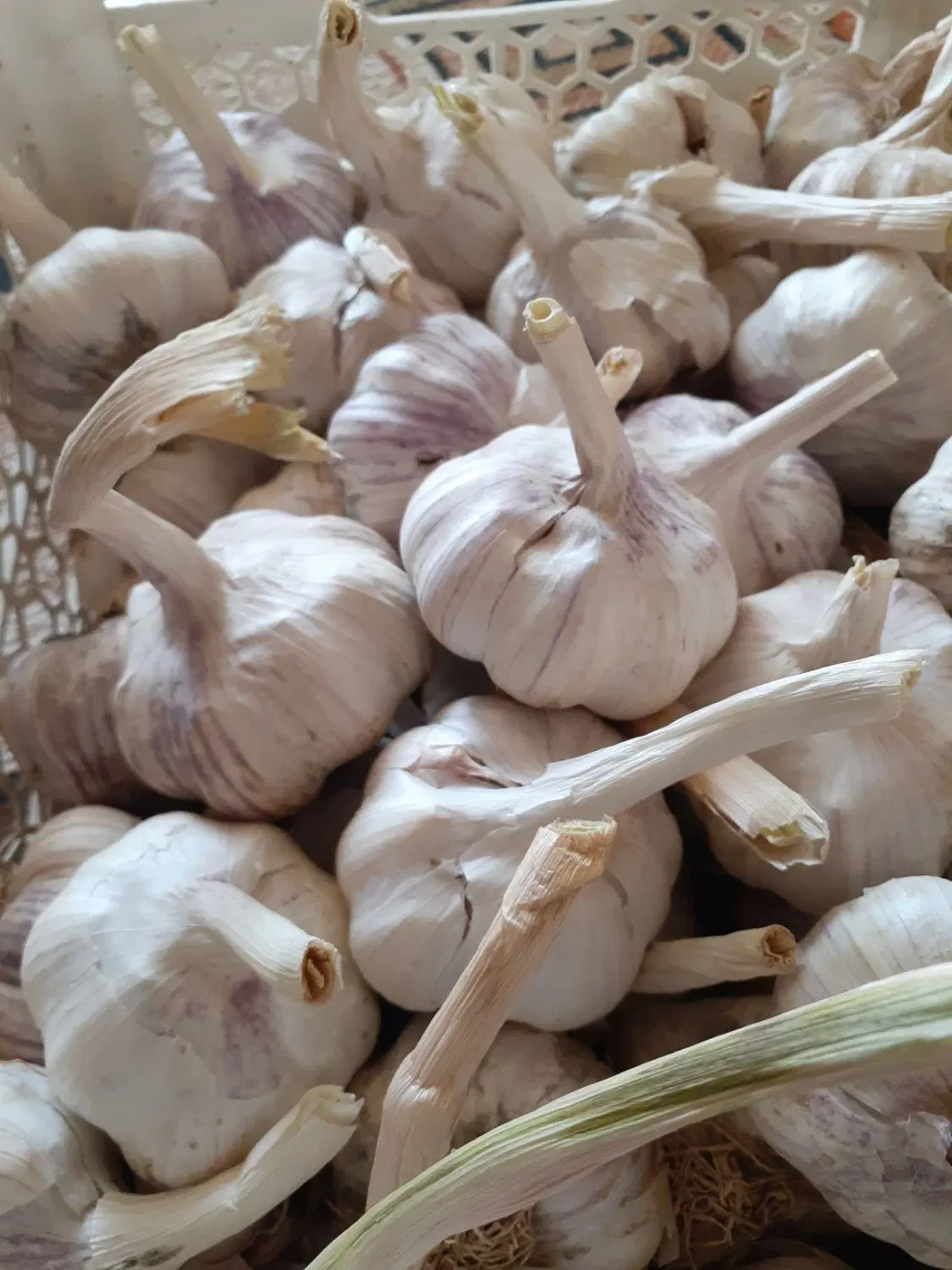 سیر|خوردنی و آشامیدنی|تربتحیدریه, پائین ولایت|دیوار