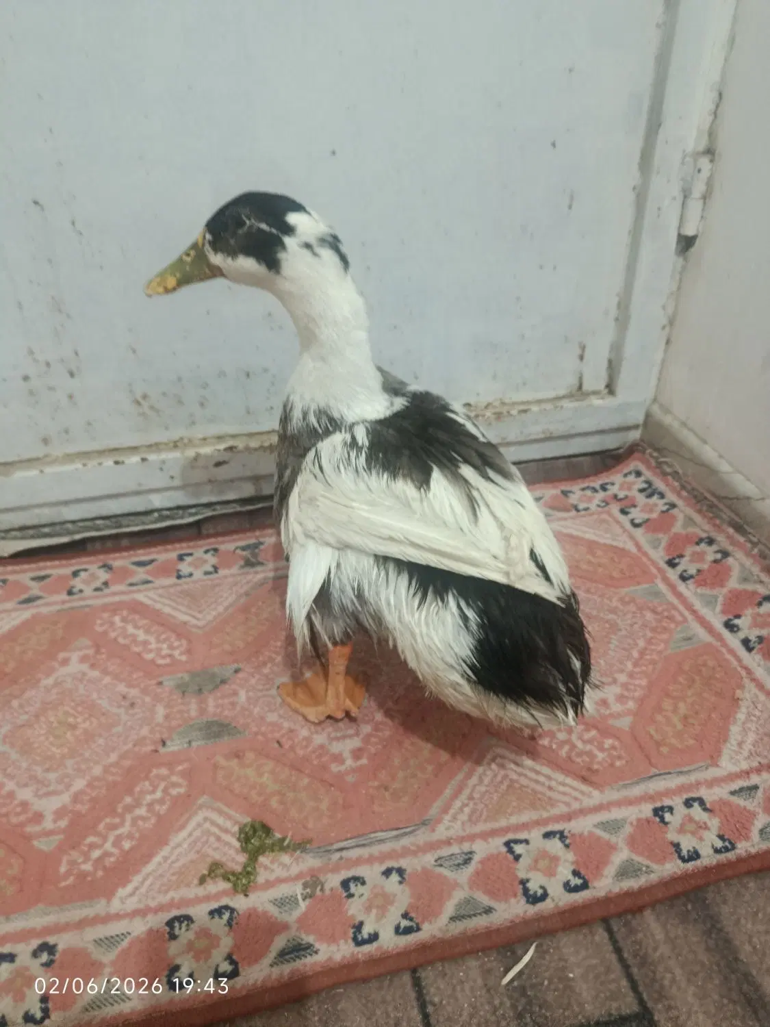 اردک|پرنده|زاهدان, |دیوار