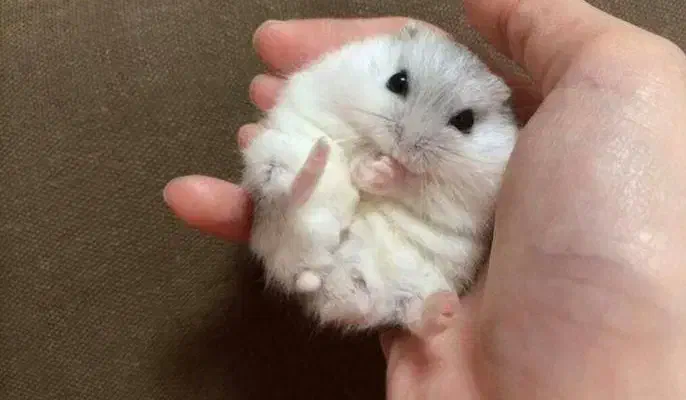 همستر مینیاتوری بامزه|موش و خرگوش|تهران, کیانشهر|دیوار