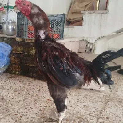 لاری|حیوانات مزرعه|میانه, |دیوار