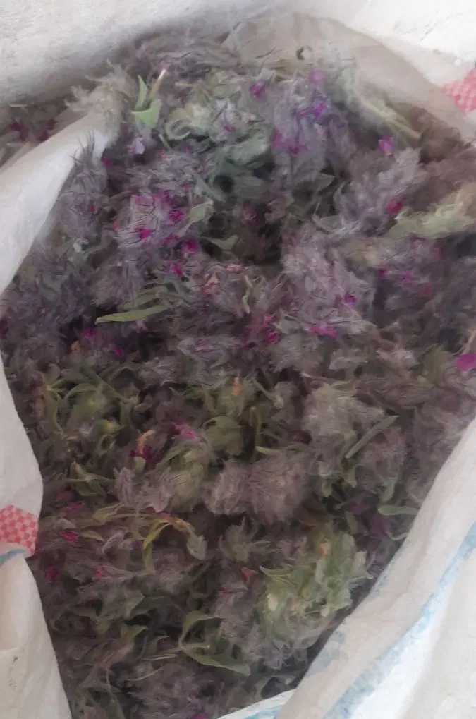 چای کوهی|گل و گیاه طبیعی|دورود, |دیوار