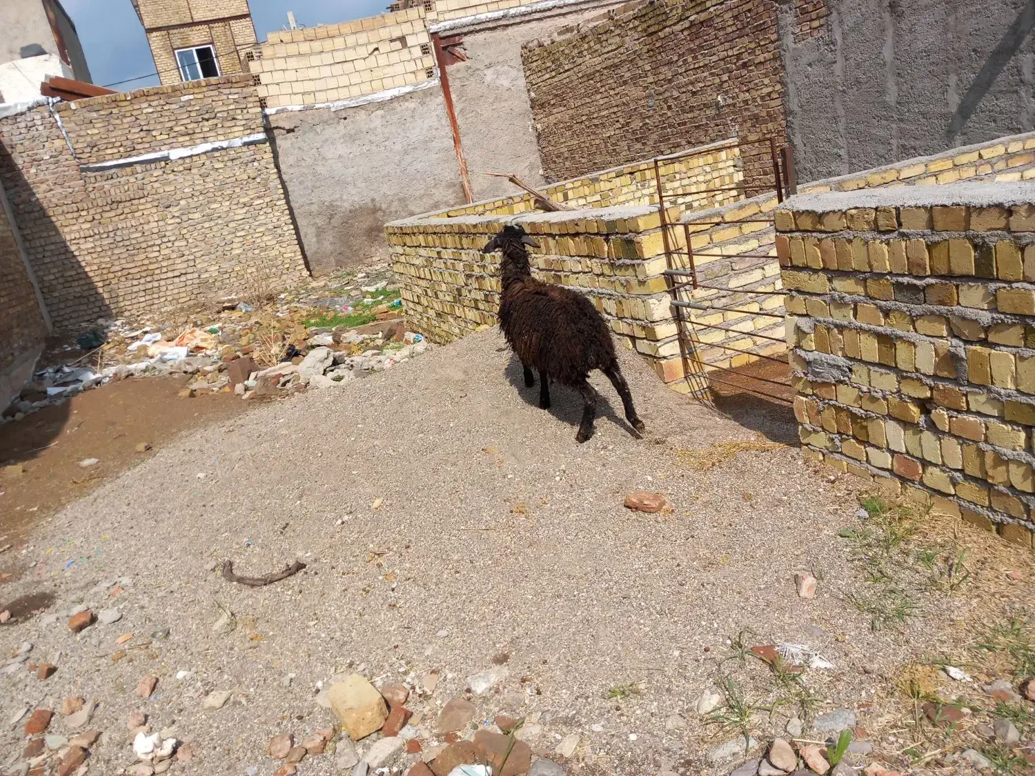 بره شیرمست نر۲۰|حیوانات مزرعه|قزوین, |دیوار