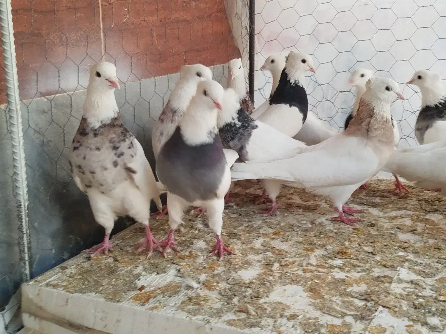 طوقی|پرنده|مبارکه, |دیوار