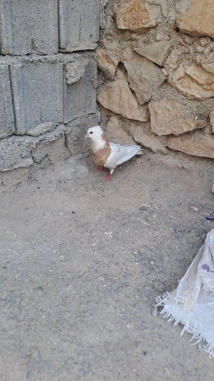۳۰۰|پرنده|چرام, |دیوار