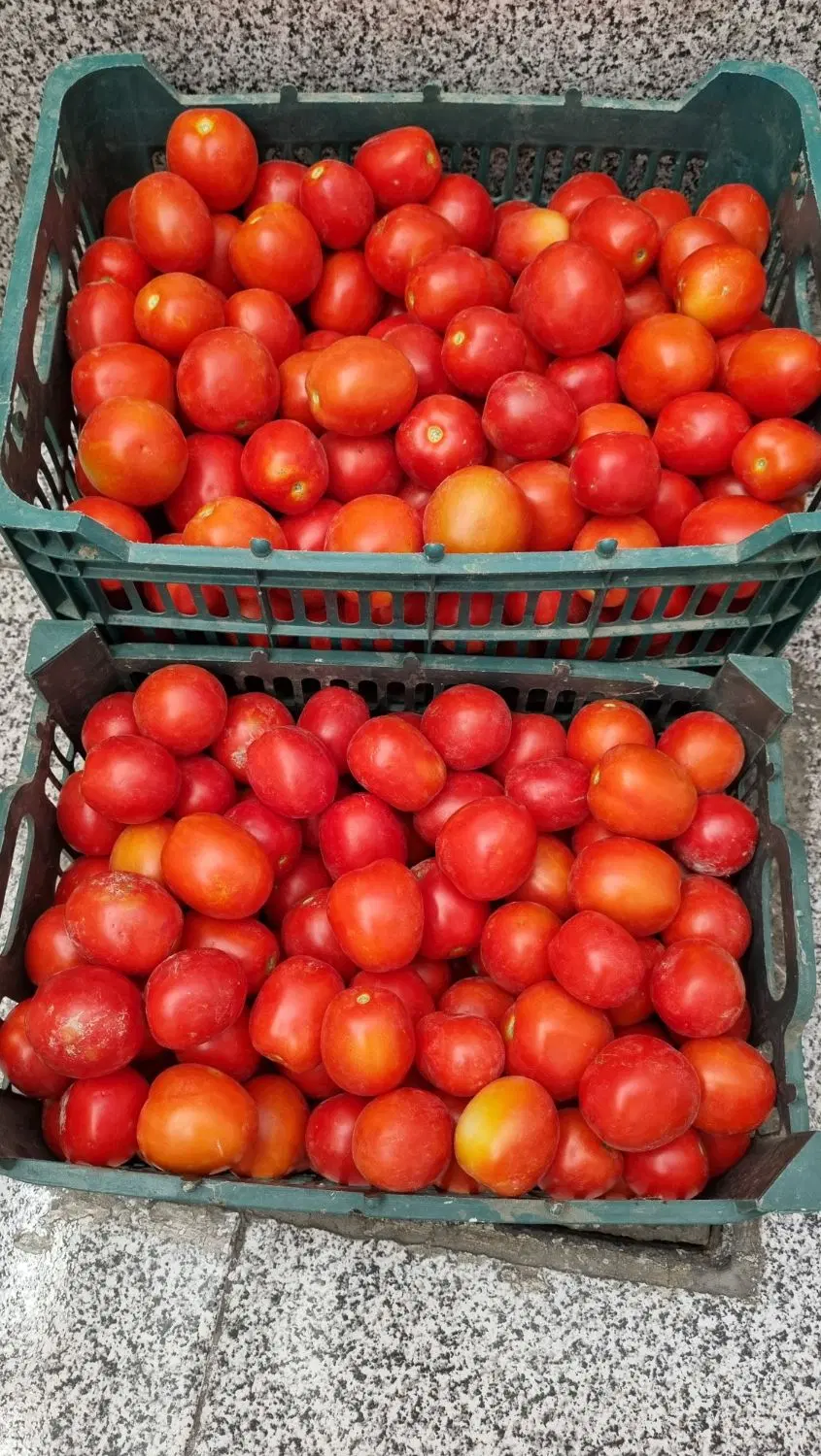 گوجه|خوردنی و آشامیدنی|قره ضیاالدین, |دیوار