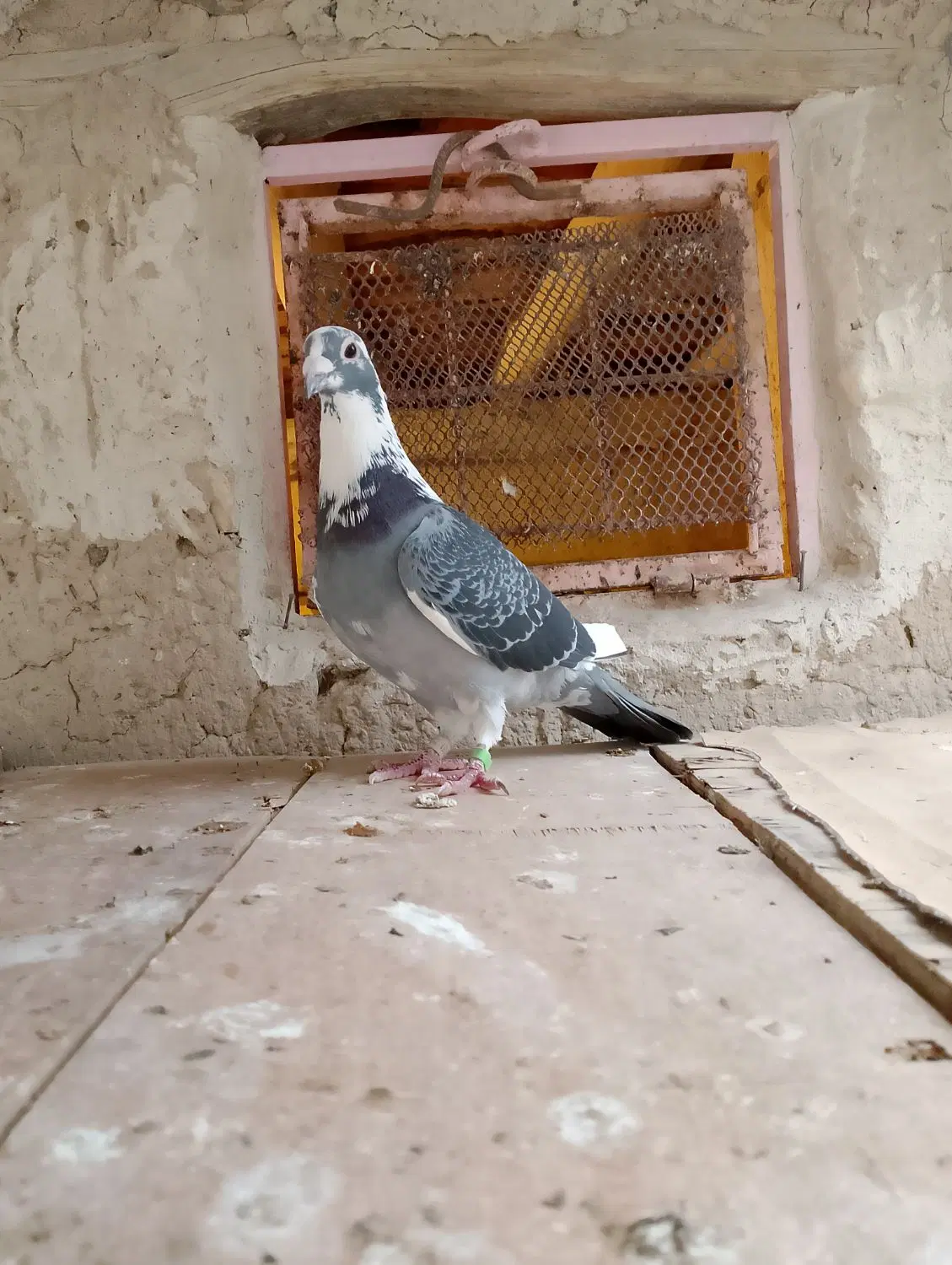 پرنده|پرنده|مشهد, چهارباغ|دیوار