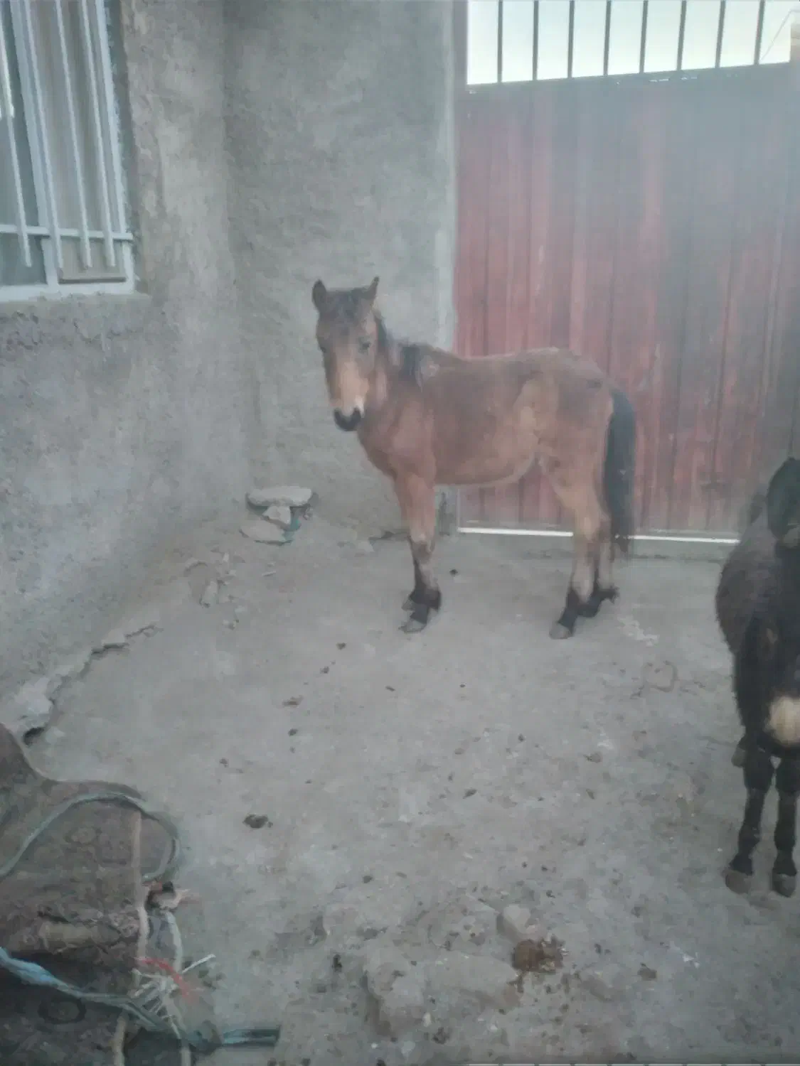 کره اسب|اسب و تجهیزات اسب‌سواری|جوکار, |دیوار