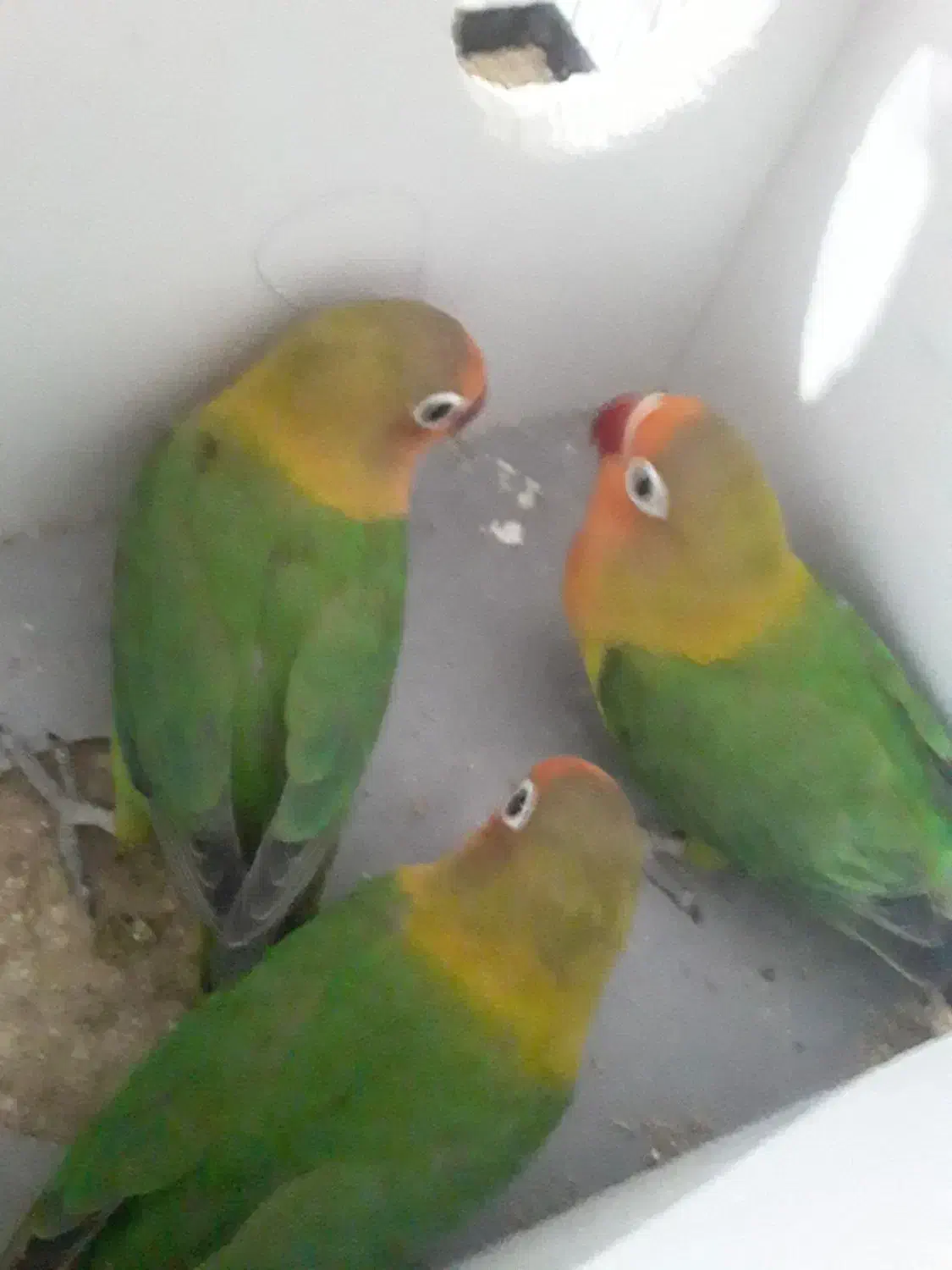 پرنده|پرنده|رفسنجان, |دیوار